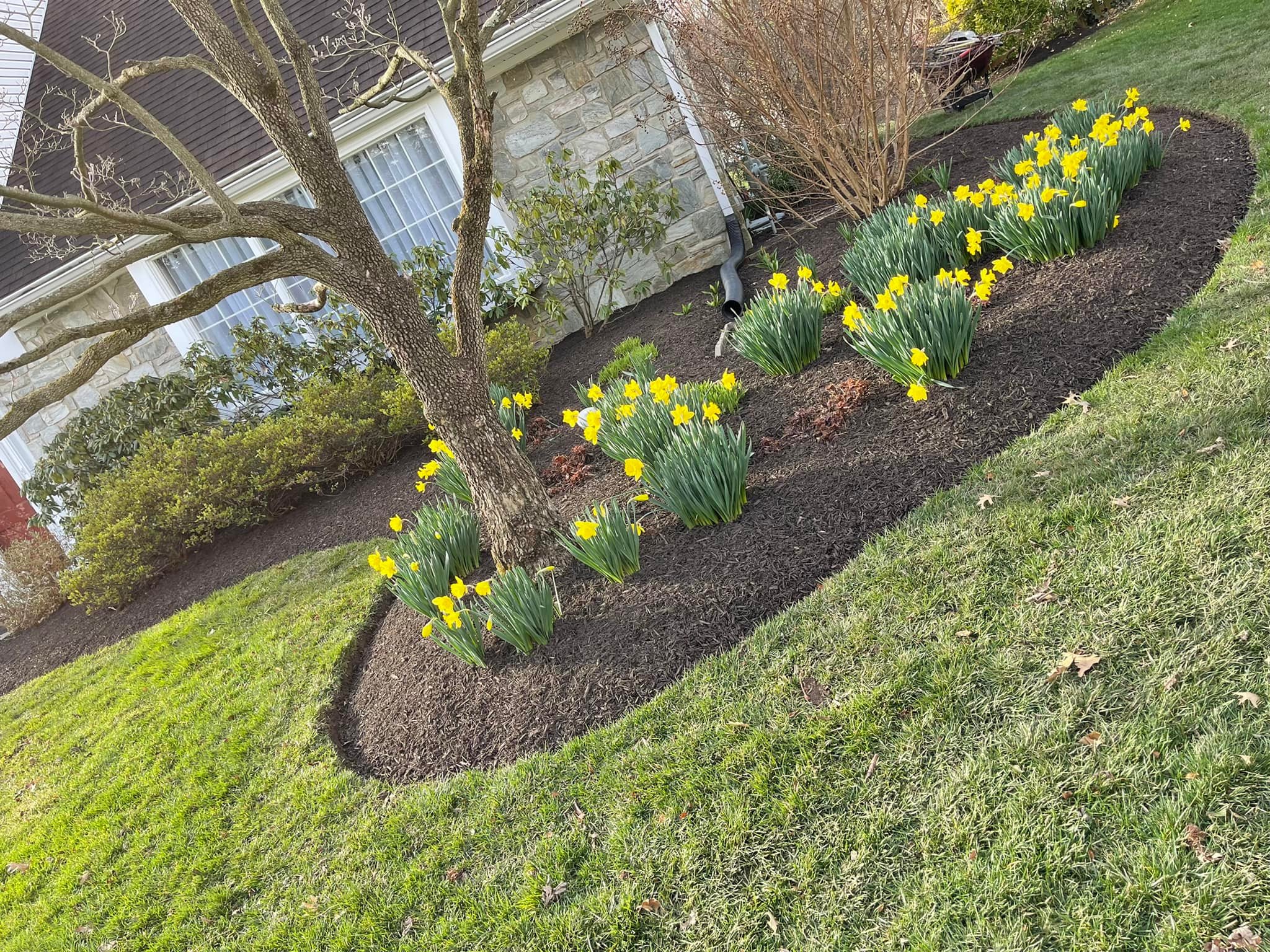 Fresh mulch bed with spring flowers