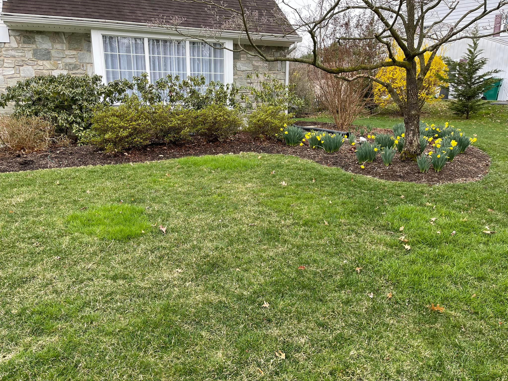 Finished front yard landscape bed with fresh lawn edge
