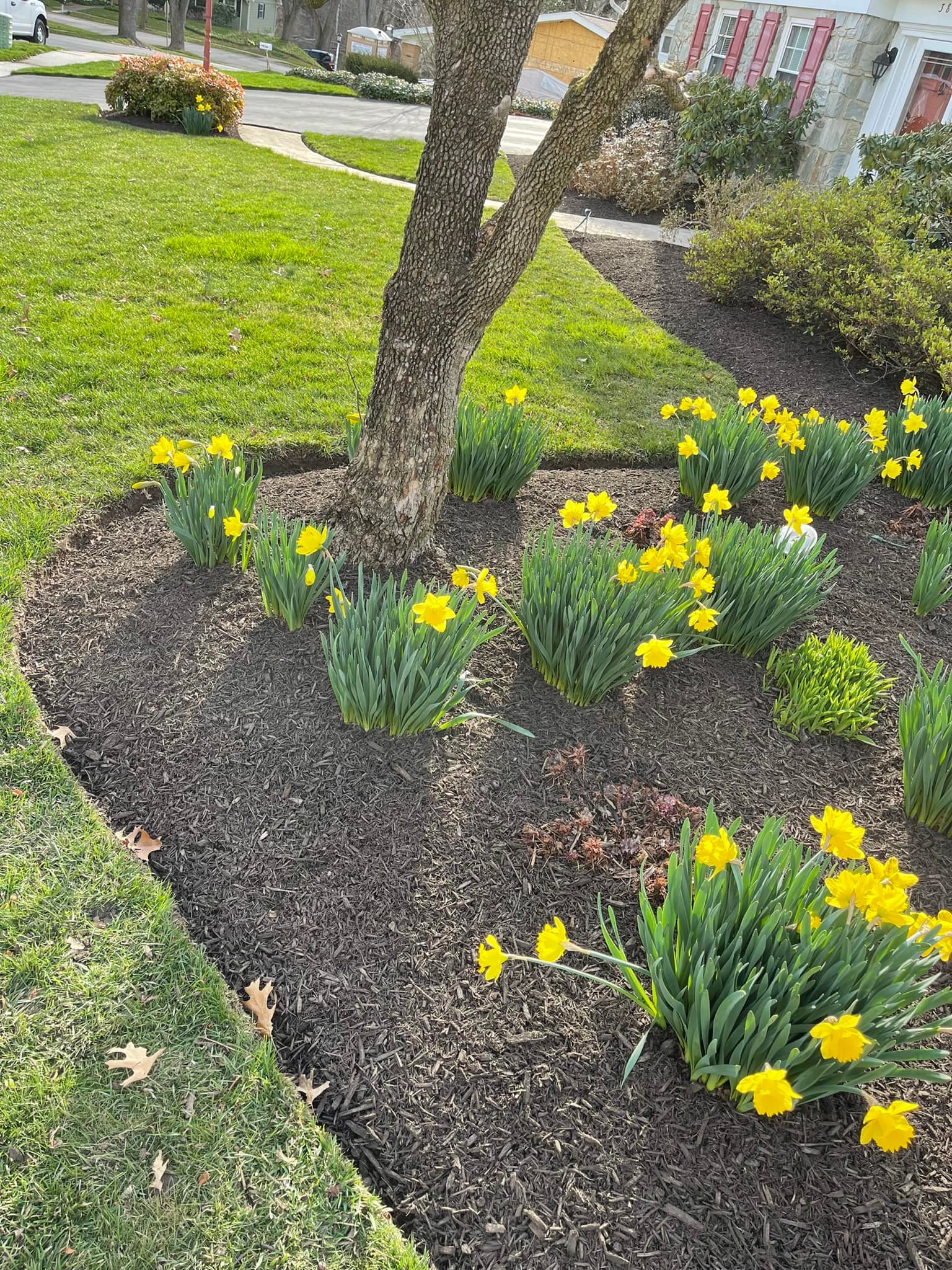 Flower bed and lawn after landscape maintenance
