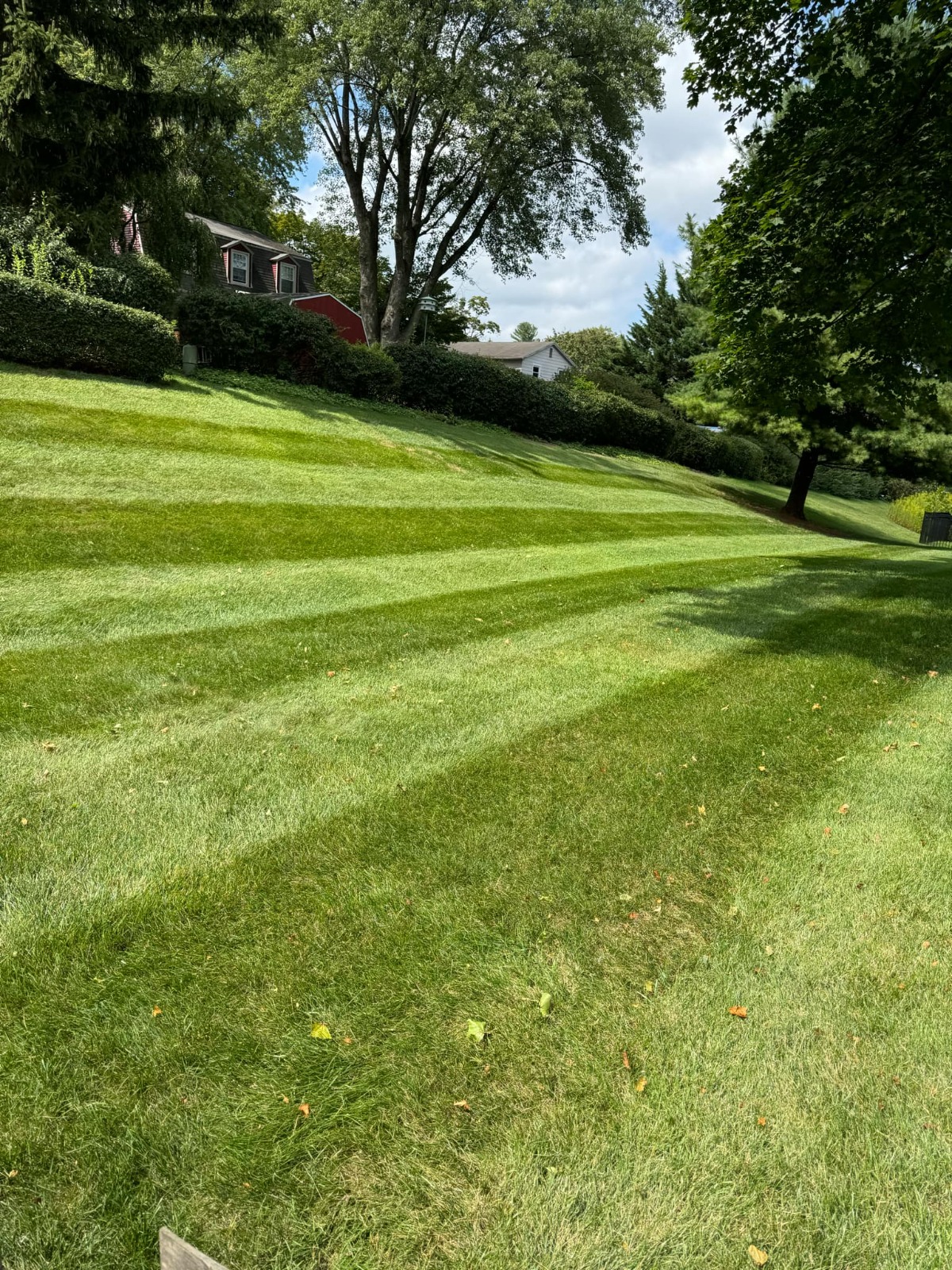 Residential landscaping and maintained yard area